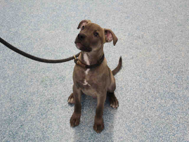 PetfindToronto's tweet photo. #BAY #HANGERMAN Pls RT2unite #FOUND #DOG-12/19 #Toronto Animal Services A851645 #EAST 416-338-7539 Brown #LabradorRetriever #Boxer M/3Mth https://t.co/KYn7O5jShU