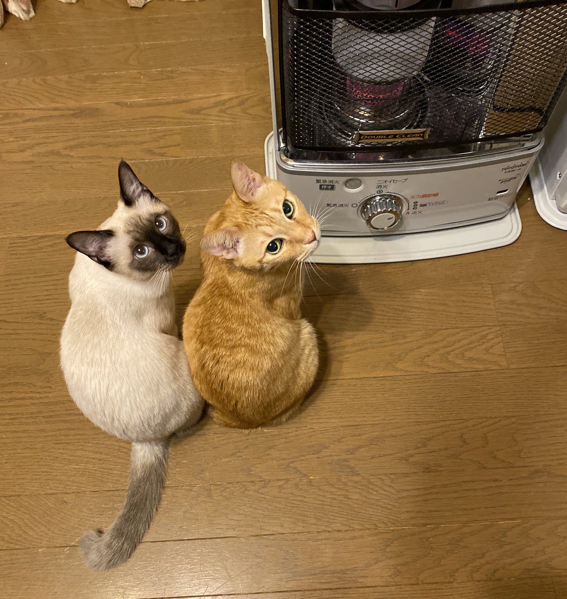 近づきすぎちゃって
ストーブ消されたにゃ⤵️

大抗議するにゃ
(￣^￣)