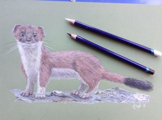 InkAndClaw's tweet photo. Beware the adorable murder weasel on #StoatSaturday (by @S_JColebyArtist) https://t.co/QjG3UiUyGh https://t.co/MUn3mYm7j6