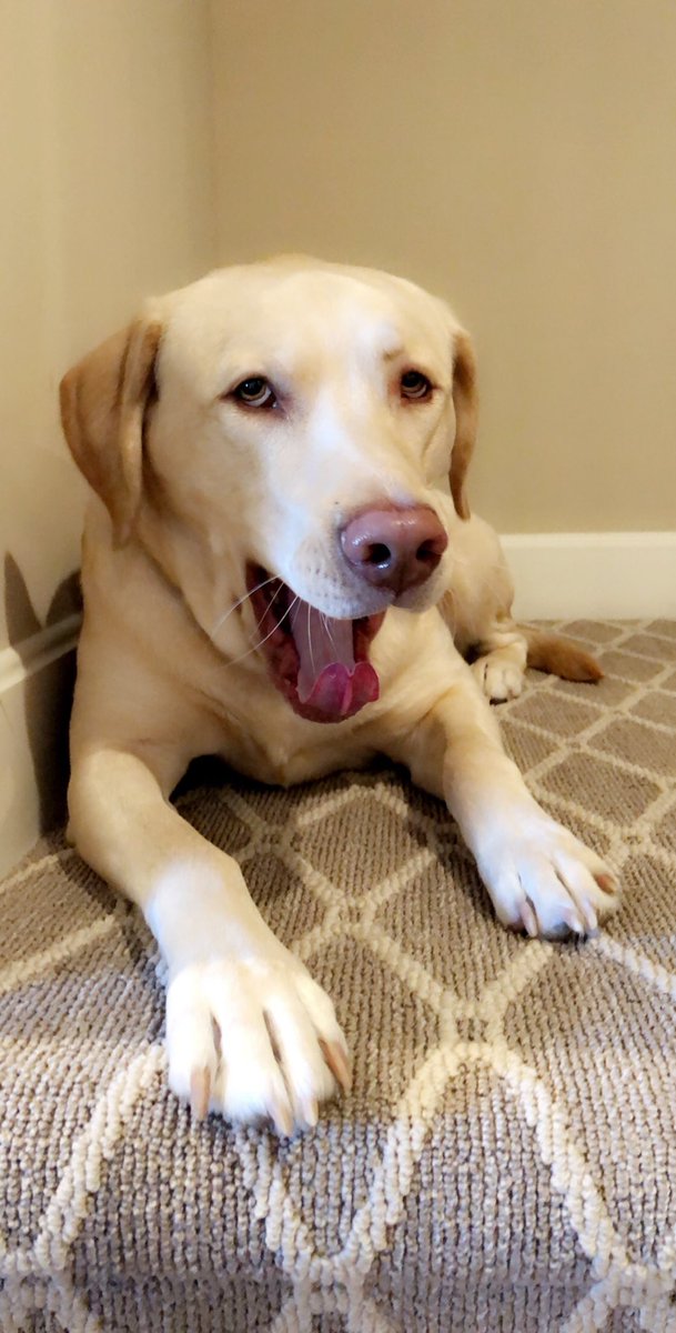 kaylarmorris's tweet photo. Someone: “your dog is cute”
Me: “Thanks!”...as though I created him

🤦🏼‍♀️ https://t.co/7nkQR2sajF