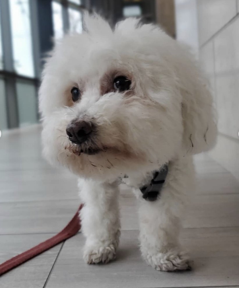 The Winter Solstice means more daylight is coming soon, which means more time for walks in the park!  🐶
.
📸: @BecauseUAreHere