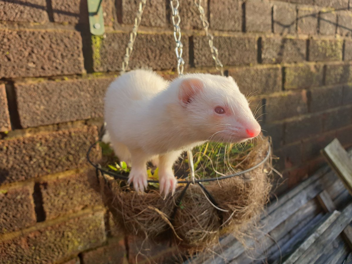 ChildrenFerret's tweet photo. bino ferrets need more love ! #ferret #ferrets https://t.co/CPyMyArbCb