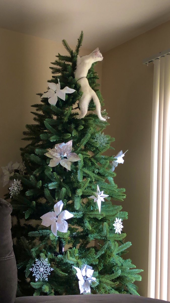 kai_kailar's tweet photo. If someone is curious as to why a part of our tree isn’t lit, ask the cat?!! 🤷🏽‍♀️ #Caturday #CatsOfTwitter #catvstree https://t.co/DsWxIATN6u