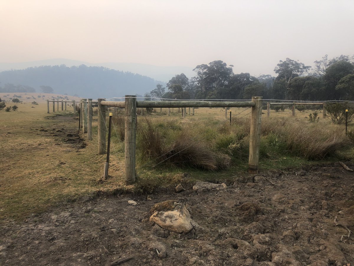 Cowombat Flat is full of brumbies. The positive is they’ve made a safe haven from fires by eating vegetation to the ground. The negative is they’ve eaten vegetation to the ground and fouled the river in places. Behind the fence is what vegetation SHOULD look like here