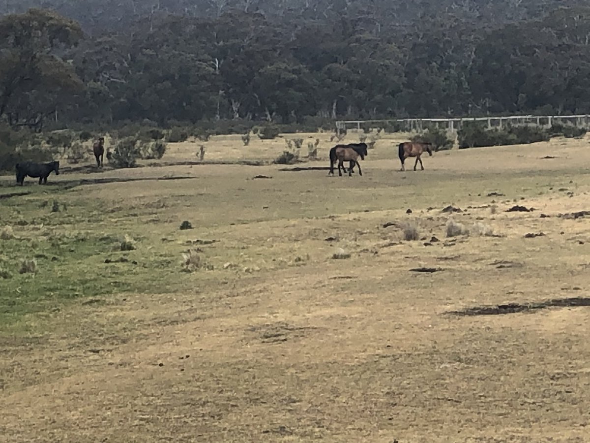 Cowombat Flat is full of brumbies. The positive is they’ve made a safe haven from fires by eating vegetation to the ground. The negative is they’ve eaten vegetation to the ground and fouled the river in places. Behind the fence is what vegetation SHOULD look like here