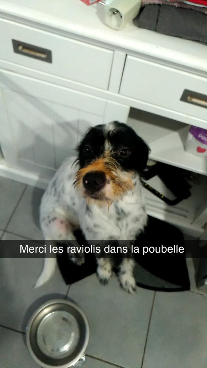 Moon 🤣 setter x griffon de 2 ans