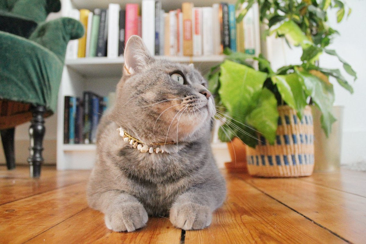 CatletsWebshop's tweet photo. Balthazar is going for a glamourous look with our 'Dream Gazer'! 😻
🛒 Holiday sales now on!
🌐 https://t.co/QeqWOe2nSO
🌲 1 Catlet = 1 tree
#trilliontreescampaign #catcollar #catcollars #catcollarsforsale #catcollarshandmade #handmadecollars #cataccessories #cataccessory https://t.co/mZI1yG7AfG
