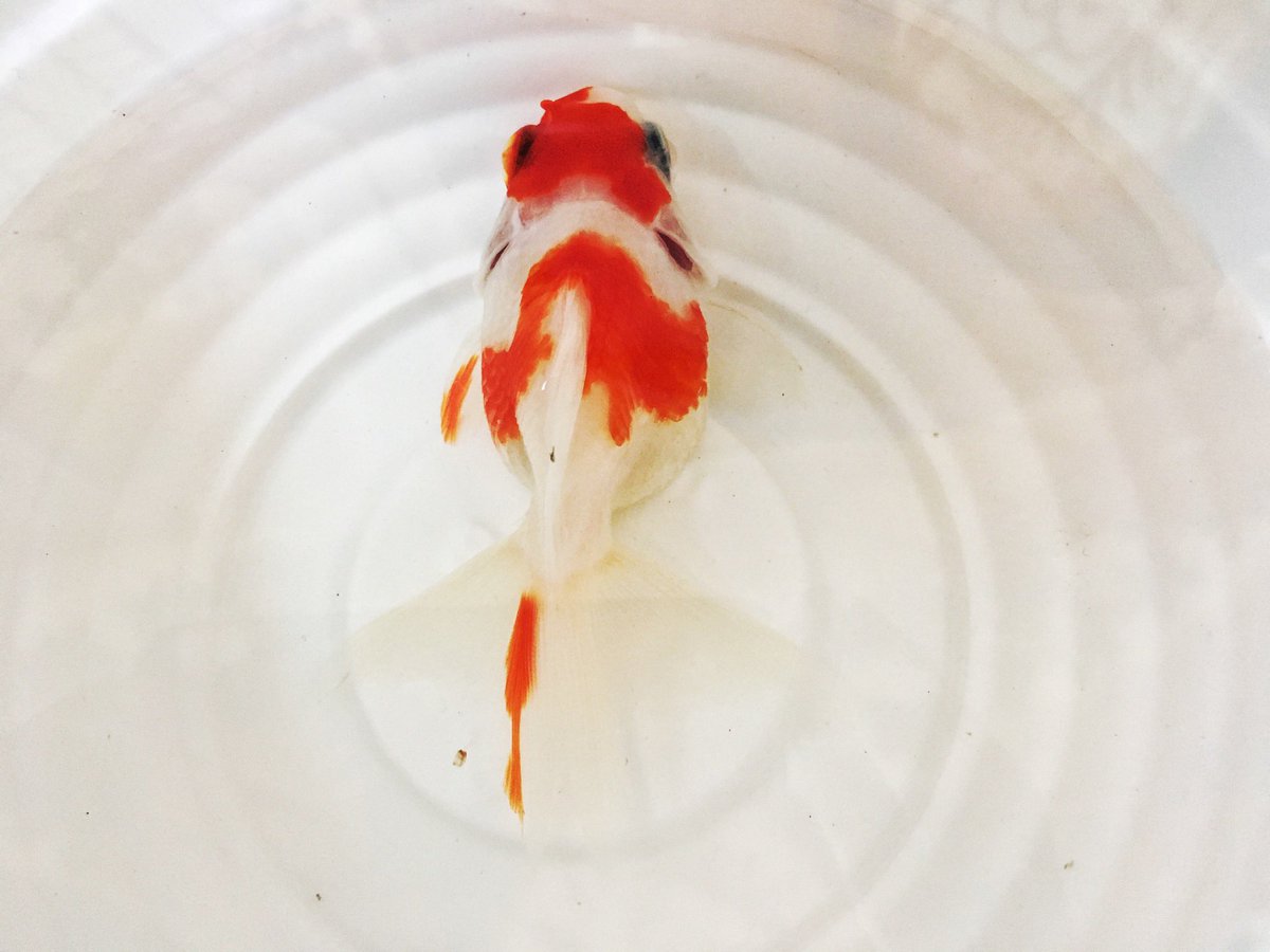 かもい 金魚と暮らす Lt8fyy3ftqnkiqf Twitter