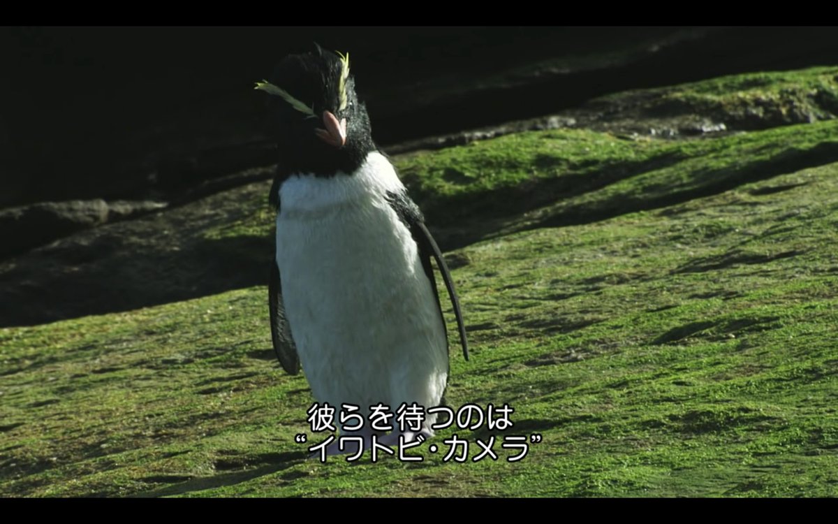 Amazonプライムにあるペンギンのドキュメンタリーが結構な頻度で意味不明な新しいカメラを紹介してくれる 警戒される岩カメラ 群れに混ざるペンギン型 カメラ Togetter