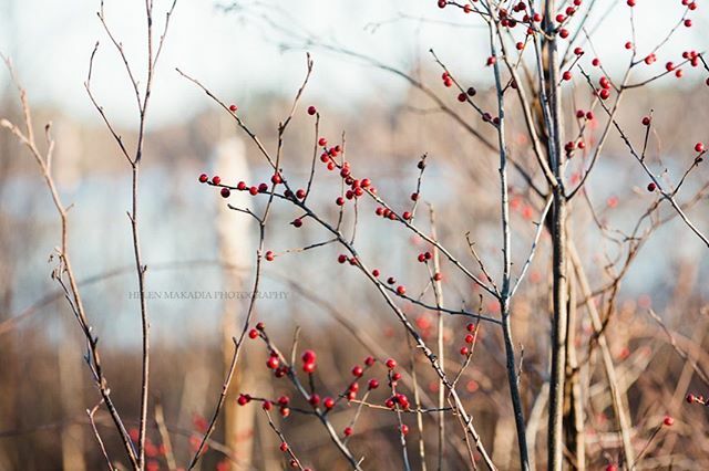 Welcoming Winter ❄️
.
.
.
#wintersolstice #snowbokeh #blissfulphotoart #bestofthebaystate #bostonweather #moodytones #morningslikethese #naturenotes #bitsofrusticcharm #nothingisordinary_ #botanicalart #mystoryoflight #seedscolor #seekinspirecreate #embr… ift.tt/2EJZ9hS