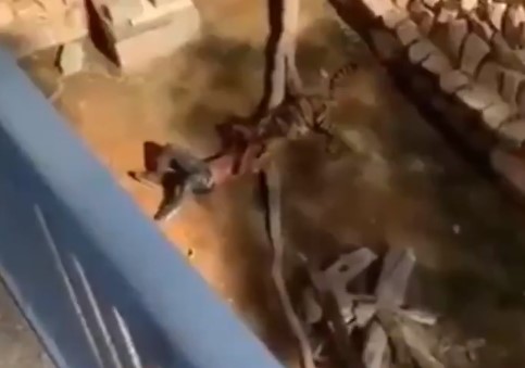 asomh213's tweet photo. نمر يفترس عامل بحديقة الملز بالرياض
الواقعة حدثت اليوم صباحًا في حديقة الحيوان بالرياض

الفيديو كآمل هنآ : @Ksa9Aseem

#حديًقه_الحيًوان_فَي_المِلز https://t.co/JULmLrifPn