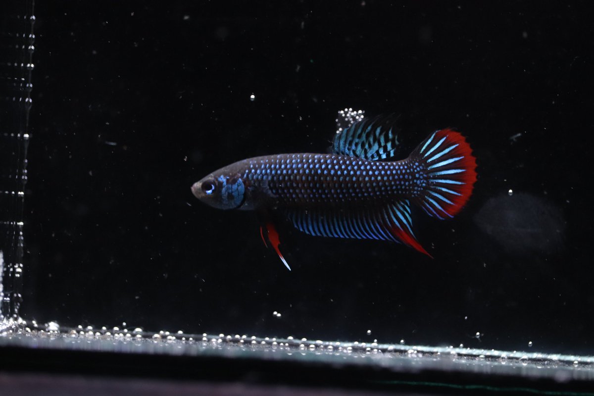 ベタの流行につれてめちゃくちゃな名前でベタが流通しているのでスプレンデンスグループの原種の同定についてこのツイートのツリーで簡単にご説明させていただきます。
情けない話ですが、消費者の皆様にもこちらを参考にして自衛して頂きたく思います…