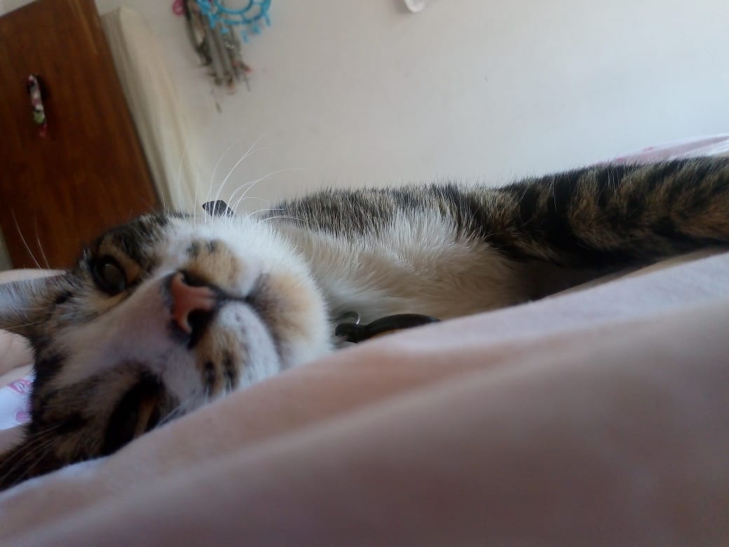 Pabloivan34's tweet photo. @carcaruso @gatitos_qctd Yo ya le quiero traer una amiguita a teflón ! Jajaja pero bueno, todavía no ! Son tan fieles !! Tan compañeros ! https://t.co/qECH18asH5
