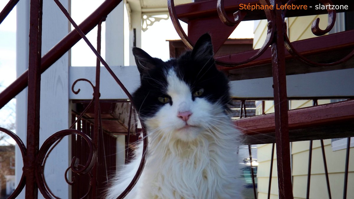 SLARTZONE's tweet photo. 🐾🐱
#cats #animals 
#photographer 
#animaux #art 

➡️ https://t.co/csk0sQ3WIE https://t.co/wWuRhgcmUi
