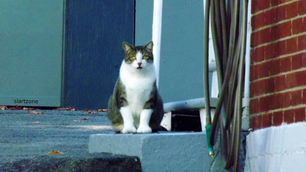 🐾🐱
#cats #animals 
#photographer 
#animaux #art 

➡️ slartzone.weebly.com