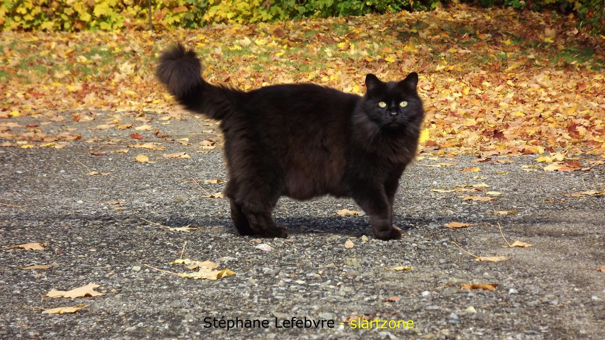 SLARTZONE's tweet photo. 🐾🐱
#cats #animals 
#photographer 
#animaux #art 

➡️ https://t.co/csk0sQ3WIE https://t.co/wWuRhgcmUi