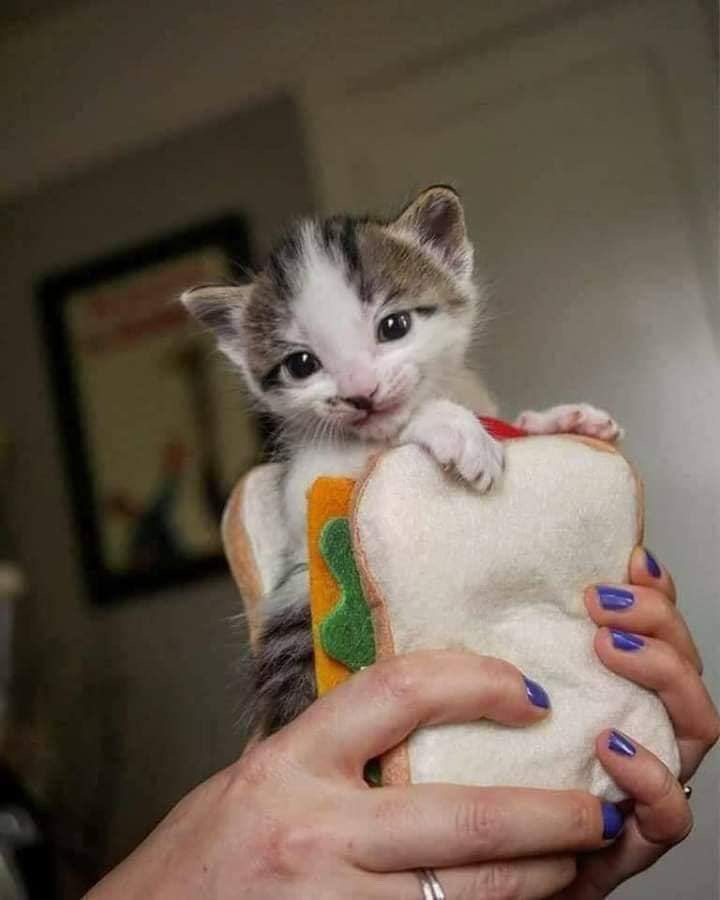 mar1801's tweet photo. Lo más lindo que van a ver hoy. ♥️🥰 https://t.co/klvqU0EvBA
