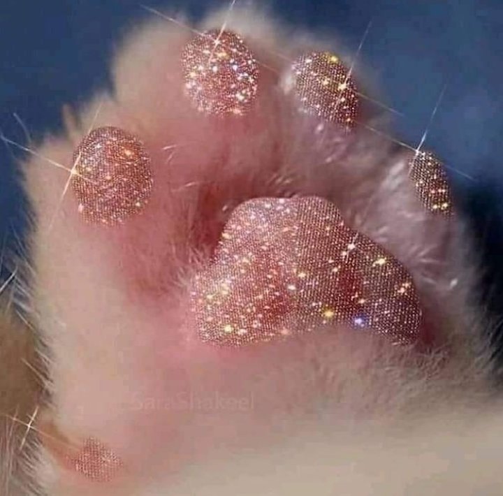 gatitos_qctd's tweet photo. Tweet de buena suerte para que el próximo año cumplas todo lo que te propongas 💖 https://t.co/1lzV50MURT