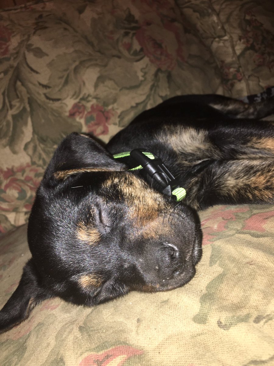 JaredSmith06's tweet photo. Welcome to the family Zeke https://t.co/9vXjyZobns