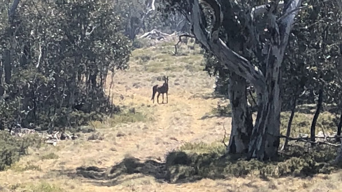 The brumby up ahead is playing territorial games with me. He gallops ahead, stops on a rise as though daring me to continue, then gallops on again. Now he’s whinnying to his herd saying “I’ll sort this intruder bastard out”. It’s freaking me out tbh