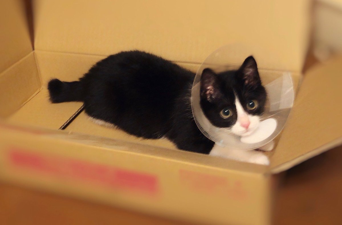 MY_5T's tweet photo. 箱好きめ
#ねこ #ハチワレ #猫のいる暮らし https://t.co/zIvivV5DJj