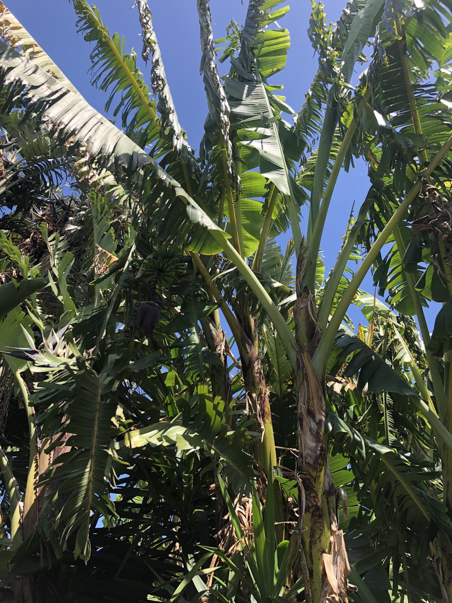 daytime2day's tweet photo. @hipstergeddon Sorry for the delay. You be the judge #farnorthfitzroy #fitzroyfarmlife #bananas #inedible https://t.co/vYcFnFUXrE