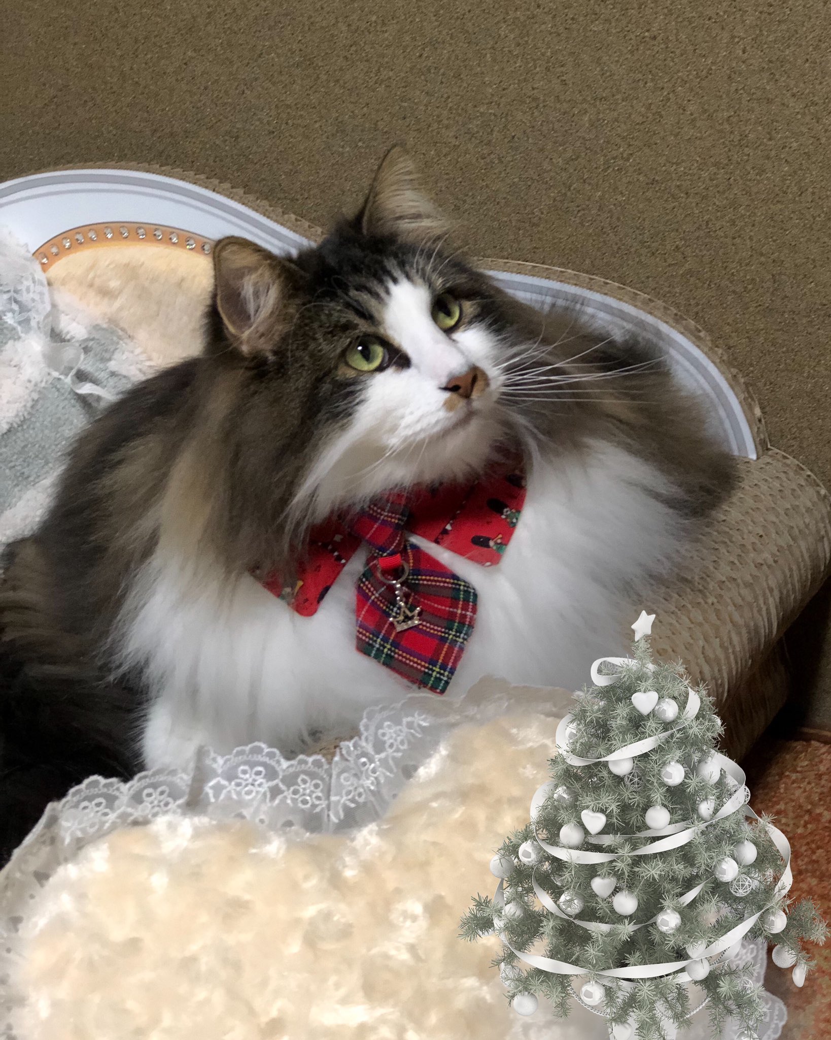 クリスマス猫 Twitter Search Twitter