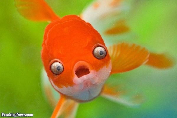 animalsbgrindin's tweet photo. A fish getting scared. #AnimalsDoingStuff https://t.co/PD3I4tdWUh