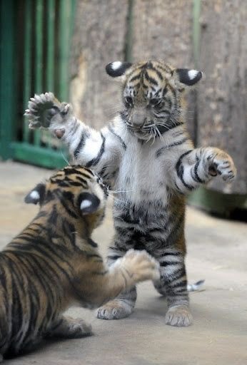 animalsbgrindin's tweet photo. Tiger cubs playing. #AnimalsDoingStuff https://t.co/uMPHkNNasm