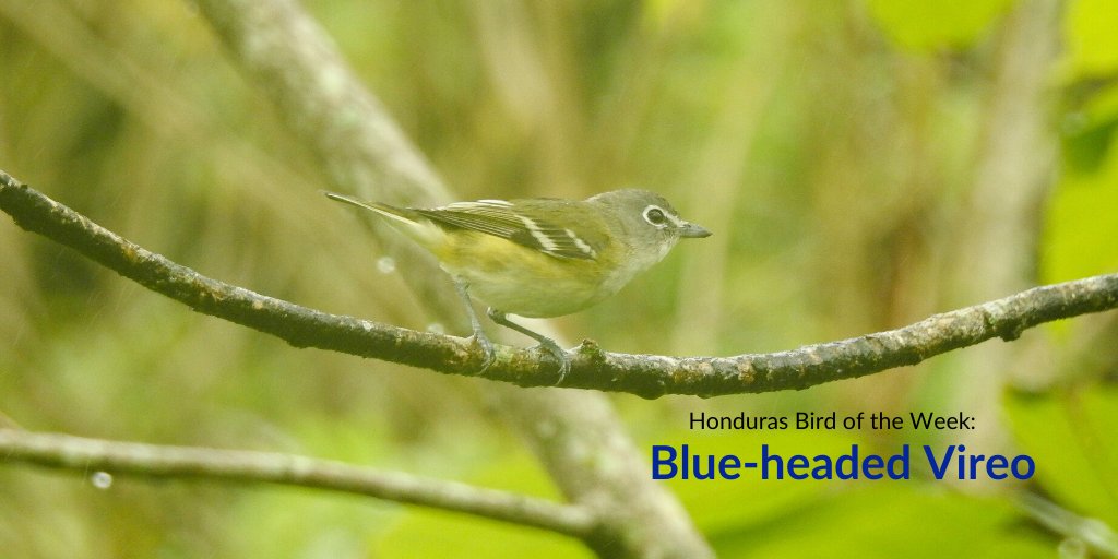 Honduras Bird of the Week: a Blue-headed Vireo in Luna del Puente coffee &amp; cacao farm near Lake Yojoa #Honduras #birdoftheweek #choosehonduras #birding #birdoftheday #HondurasBirdingDestination #bird #birds #migratorybirds #BirdTwitter #Birding2020