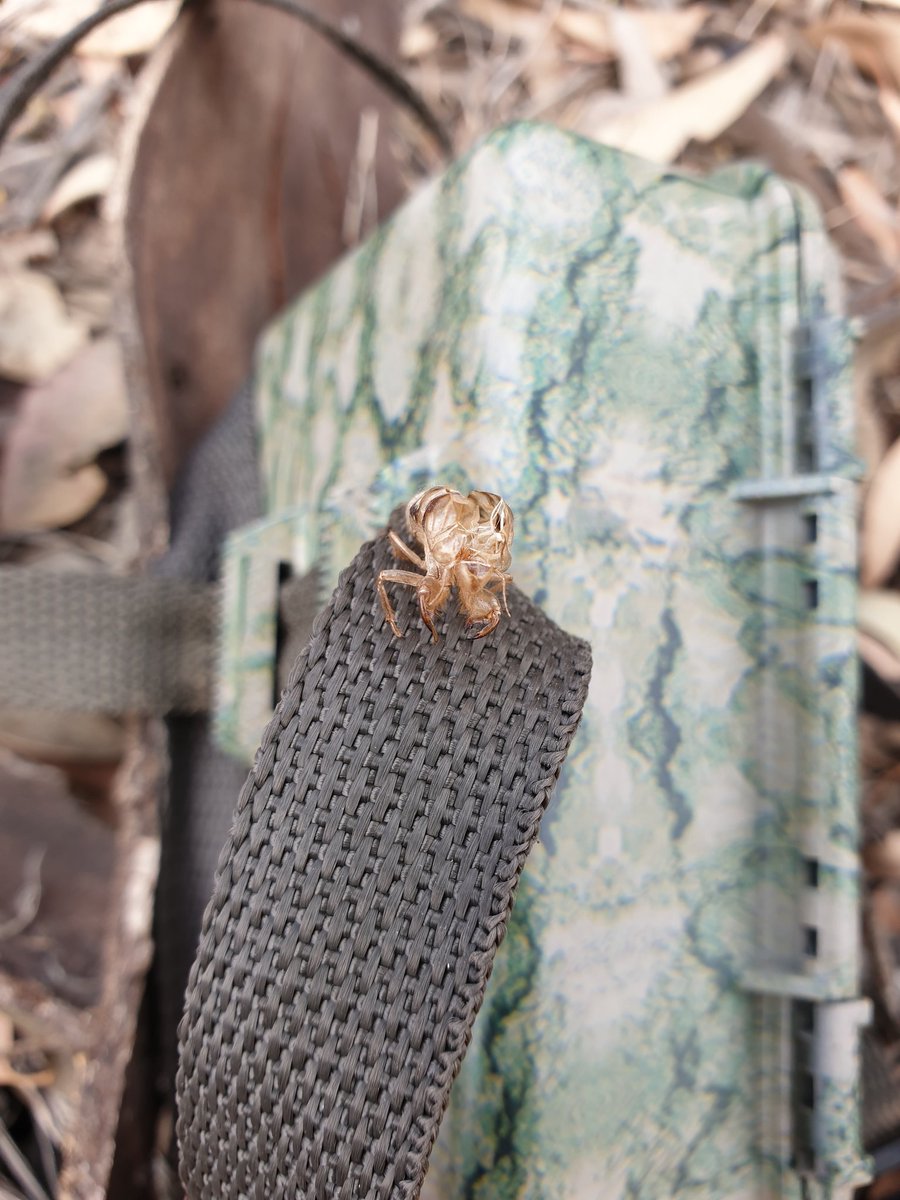 BrittBrockers's tweet photo. Well, this was certainly an unexpected find on our #cameratrap! I wonder if it got before and after photos of itself? 🤔
#cicada #moulting #mulligang @MFGO_Exp #fieldworkfind #fieldwork #fieldstyle https://t.co/r3hd7eazds