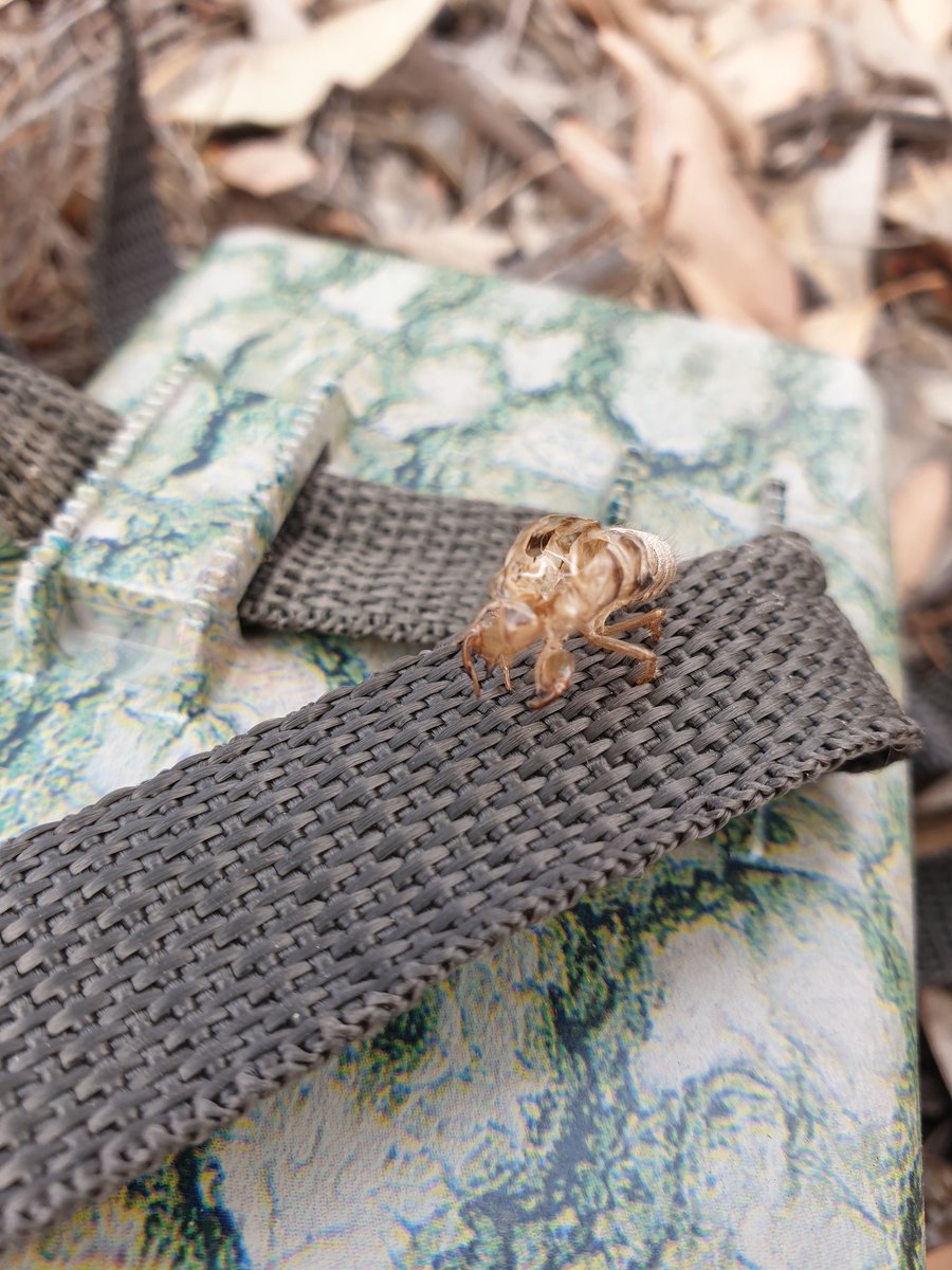BrittBrockers's tweet photo. Well, this was certainly an unexpected find on our #cameratrap! I wonder if it got before and after photos of itself? 🤔
#cicada #moulting #mulligang @MFGO_Exp #fieldworkfind #fieldwork #fieldstyle https://t.co/r3hd7eazds