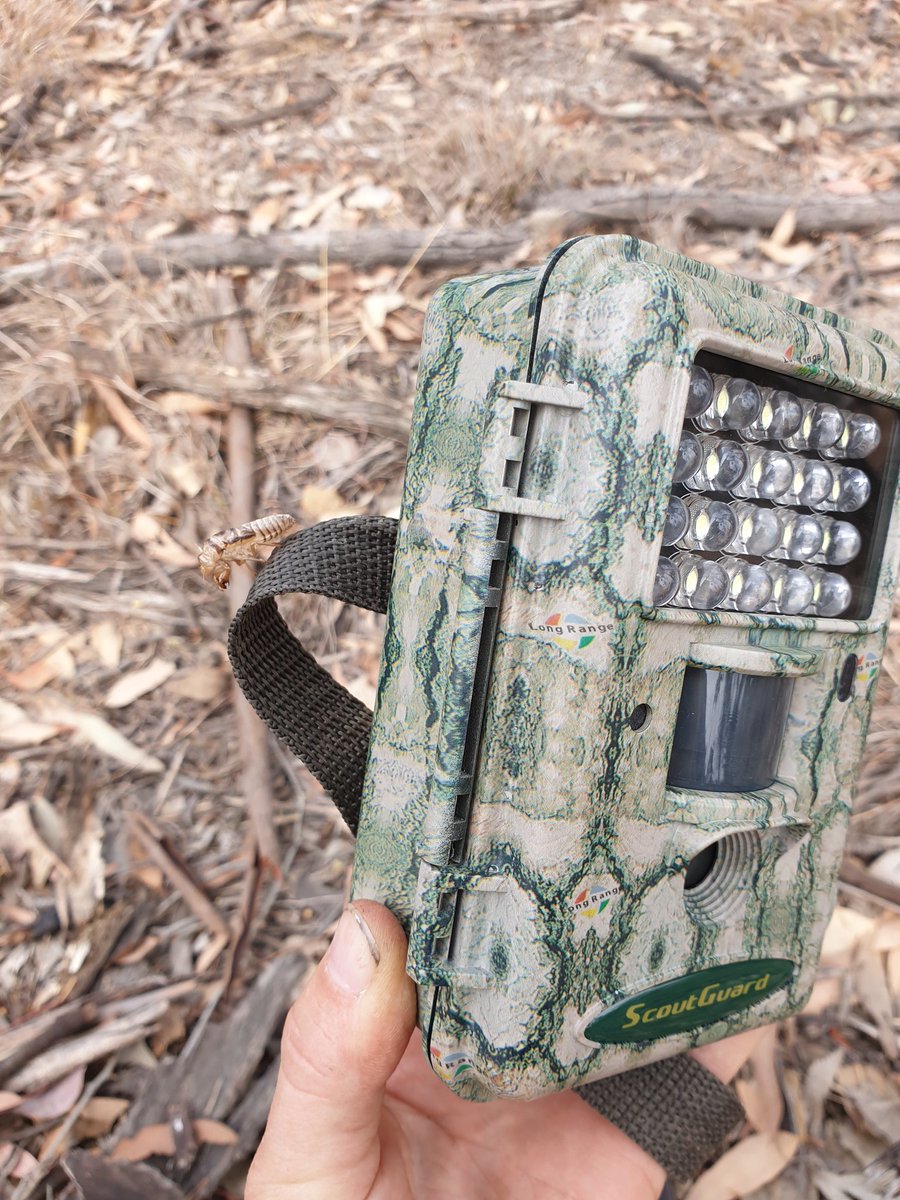 BrittBrockers's tweet photo. Well, this was certainly an unexpected find on our #cameratrap! I wonder if it got before and after photos of itself? 🤔
#cicada #moulting #mulligang @MFGO_Exp #fieldworkfind #fieldwork #fieldstyle https://t.co/r3hd7eazds