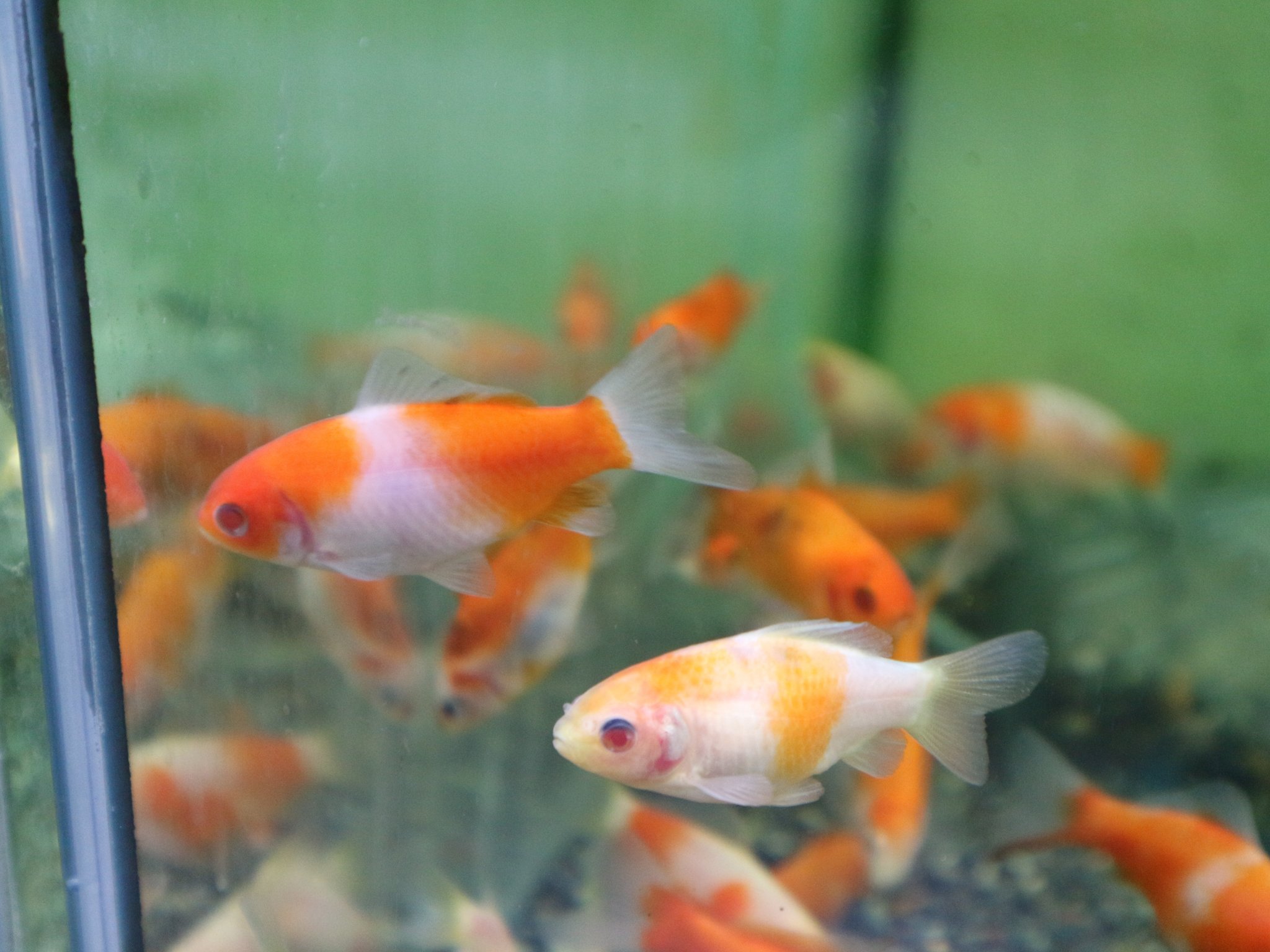 市ヶ谷フィッシュセンター 金魚 على تويتر 赤目和金 埼玉 田口氏作 1尾 1480 ここからsale割りになります かわいい赤目の和金です 舟尾で透明鱗の可愛いサイズです 状態よく入荷しています T Co Hdhtfeszl1 金魚 赤目和金 和金 市ヶ谷フィッシュセンター 金魚 على تويتر 赤目和金 埼玉 田口氏作 1尾 1480 ここからsale割りになります かわいい赤目の和金です 舟尾で透明鱗の可愛いサイズです 状態よく入荷しています T Co Hdhtfeszl1 金魚 赤目和金 和金