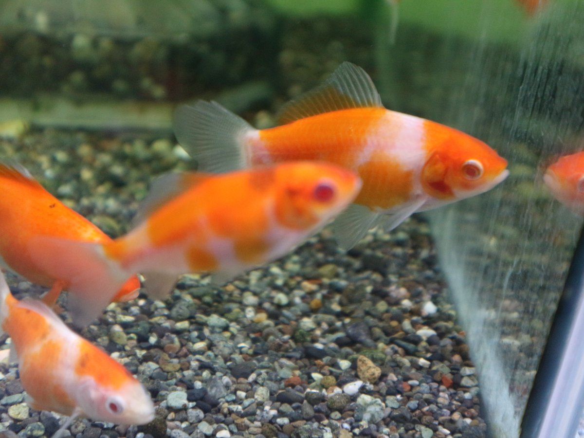 市ヶ谷フィッシュセンター 金魚 على تويتر 赤目和金 埼玉 田口氏作 1尾 1480 ここからsale割りになります かわいい 赤目の和金です 舟尾で透明鱗の可愛いサイズです 状態よく入荷しています T Co Hdhtfeszl1 金魚 赤目和金 和金