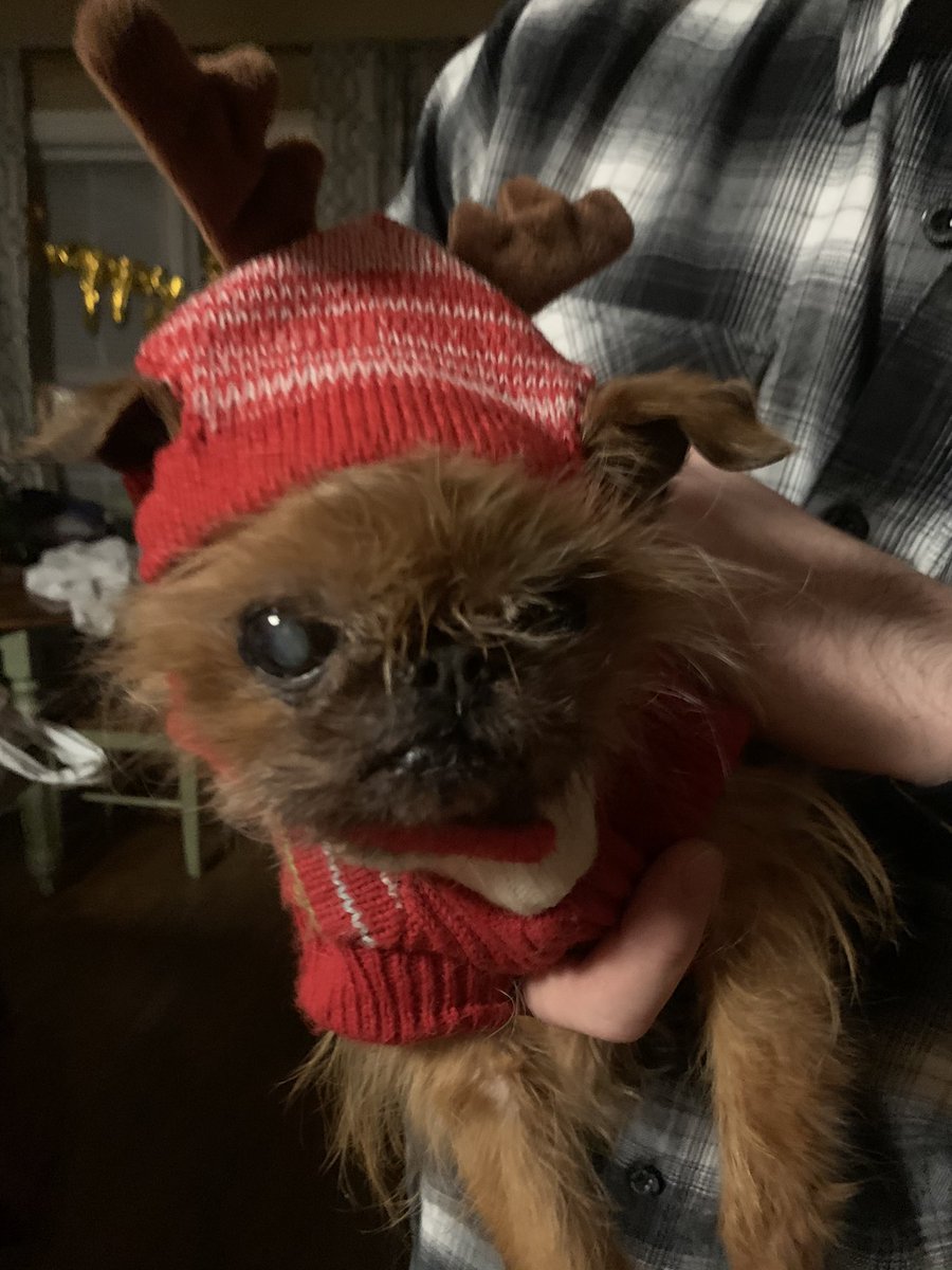 Missing dog in Ashmoor Parke. Rusty has been missing for the last several hours. His tag has fell off so no name tag.  Black collar. Very small and rust in color. Elderly 14 year old! <a href="/joeimel/">Joe Imel</a>