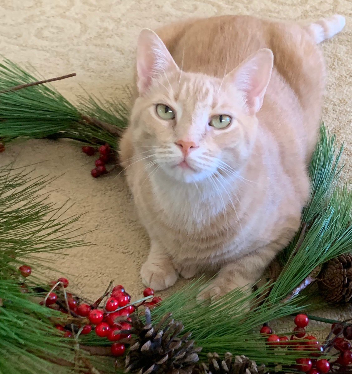 hemifitzy2's tweet photo. Hemi gets into the holiday spirit #deckthepaws #xmas #time #furry #fun https://t.co/0KIGb6dINZ