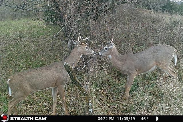 Caption this one...
.
.
.
#captionthis #trailcamtrophies #buck #trailcamtrophy #trailcamology #deer #trailcam #trailcamera #bigbuck #antlers #whitetaildeer #whitetail #hunting #deerseason #deerhunting #outdoors #nature #wildlife #hunt ift.tt/35OC8pN