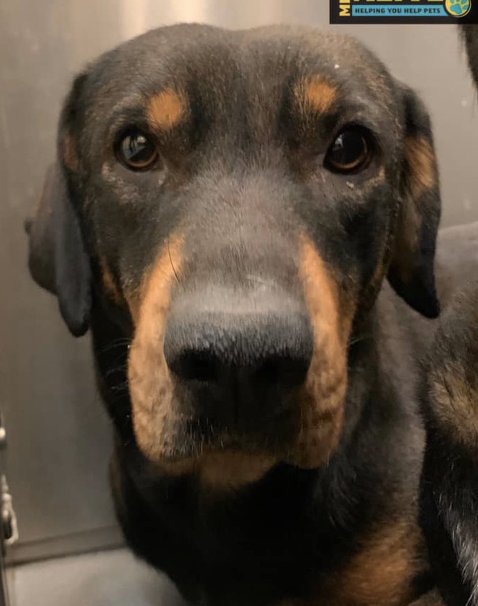 reddogsusie's tweet image. #TN #MEMPHIS
🆘🆘STILL THERE! Beautiful bonded sisters-adore each other &amp;amp; would love a home together! Pls help save these precious girls! #A319620 #A319621 #ADOPT #PLEDGE