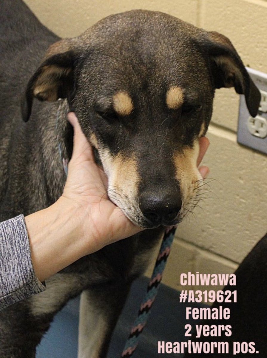 reddogsusie's tweet image. #TN #MEMPHIS
🆘🆘STILL THERE! Beautiful bonded sisters-adore each other &amp;amp; would love a home together! Pls help save these precious girls! #A319620 #A319621 #ADOPT #PLEDGE