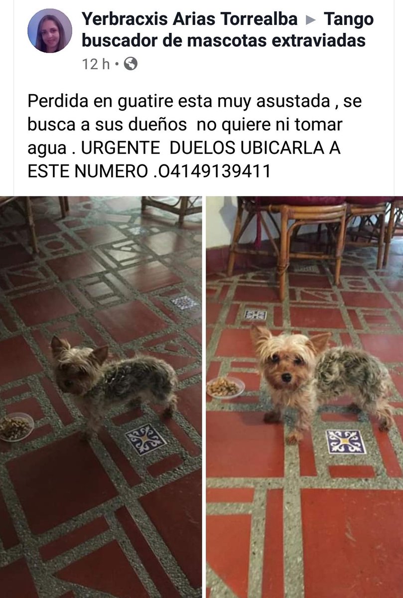 Reporta <a href="/azlinjdgaby/">Nilza 🐈🐩🐾</a>: Difundo #Yorkshire apareció por #guatire esta muy asustada!! Hay varias desaparecidas, por favor chequear si se trata de alguna de ellas.... Cualquier información comunicarse al teléfono publicado 👇🙏.  favor difundir.