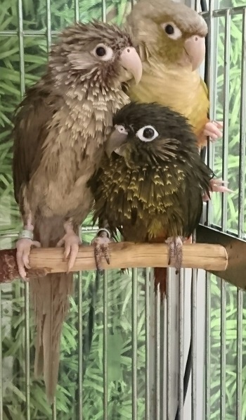 ウロコメキシコインコのtwitterイラスト検索結果 ウロコメキシコインコのtwitterイラスト検索結果