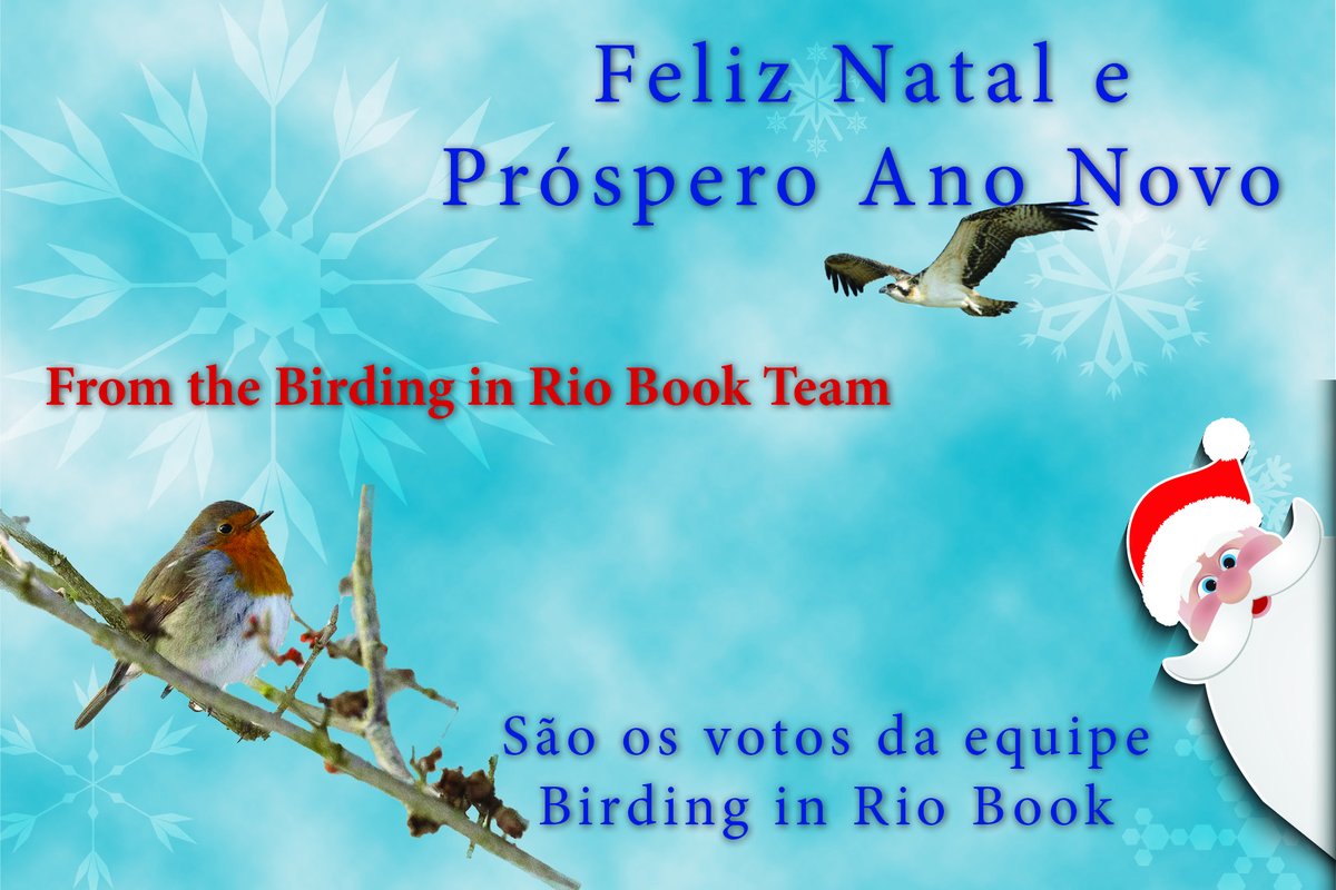 BirdingInRio's tweet photo. https://t.co/XL2NW7TWrw