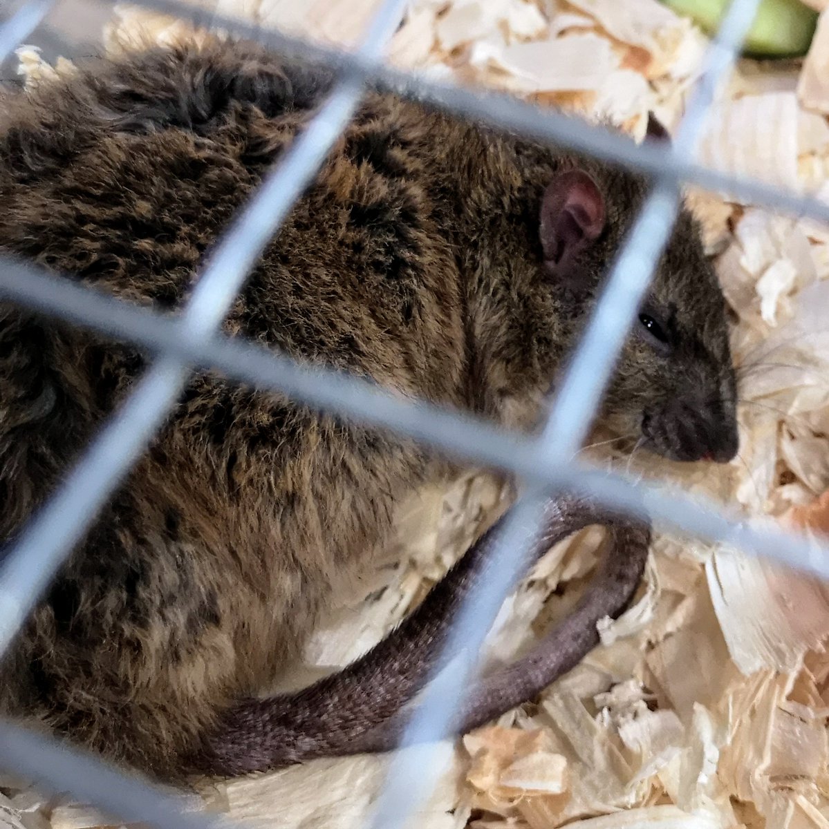 MotherToRats's tweet photo. @AuroraRattery has to be one of yours?

#rexrat #teddyear #beautifulanimals #beautifulrat #ratsoftwitter #twitterrats https://t.co/LfsrtKHbKF