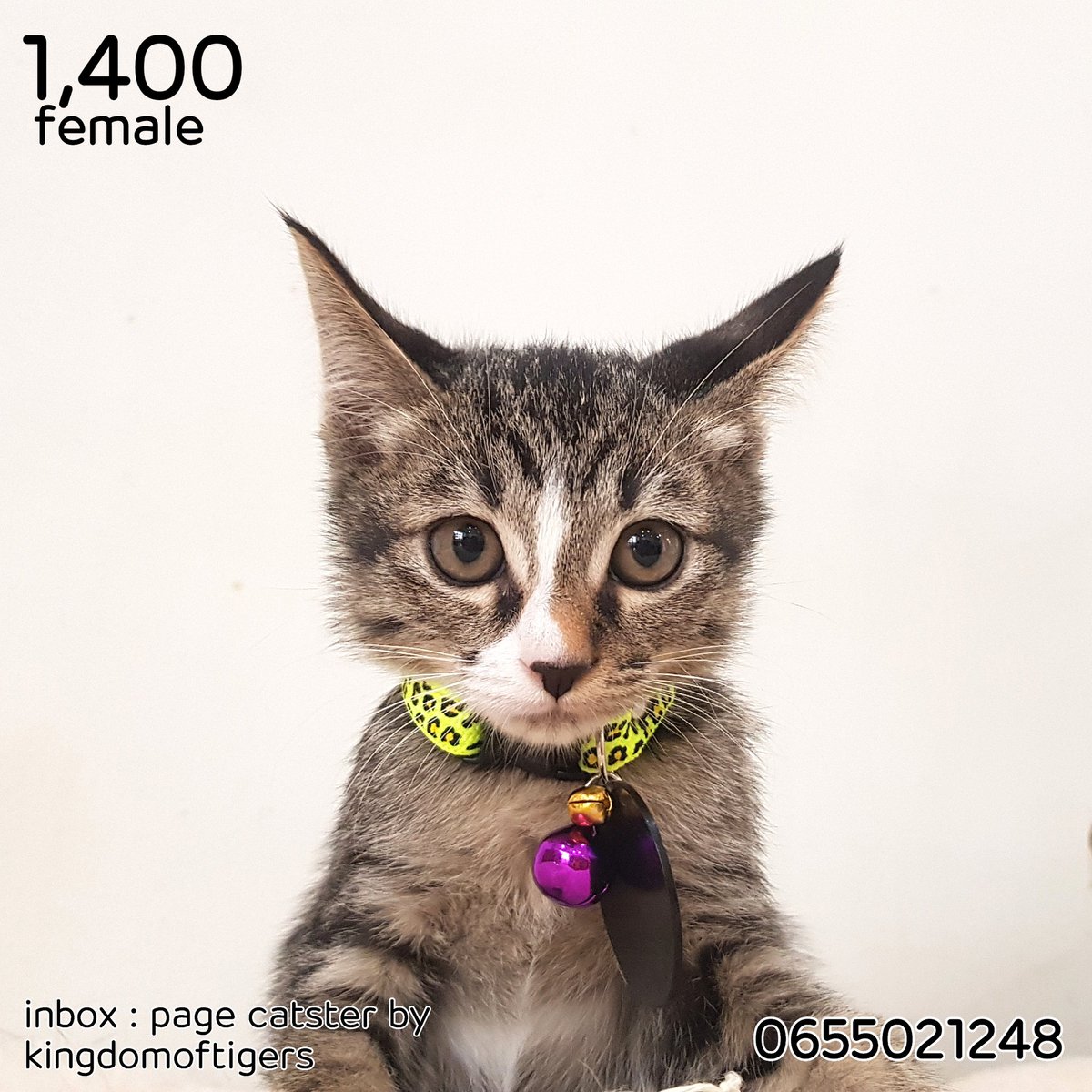 Catster & Co บ้านพักพิงแมวจร tweet media