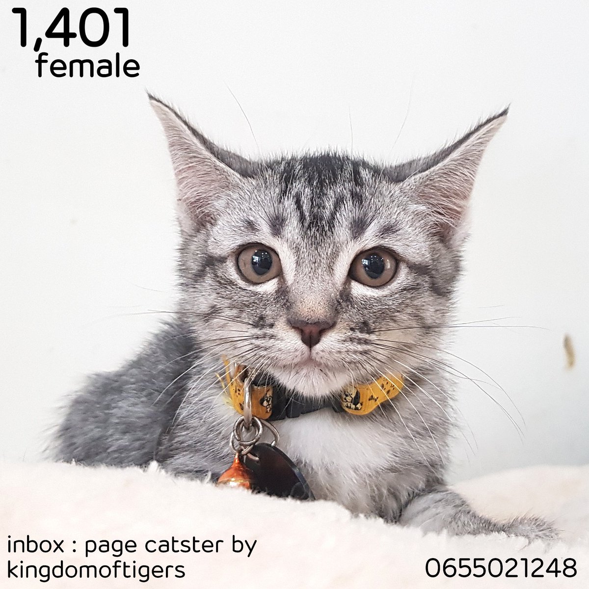 Catster & Co บ้านพักพิงแมวจร tweet media