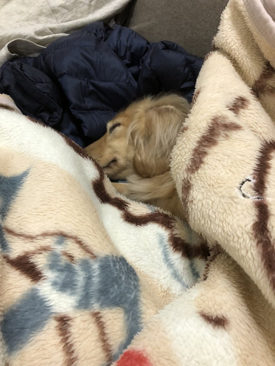 走りまくりからの、爆睡