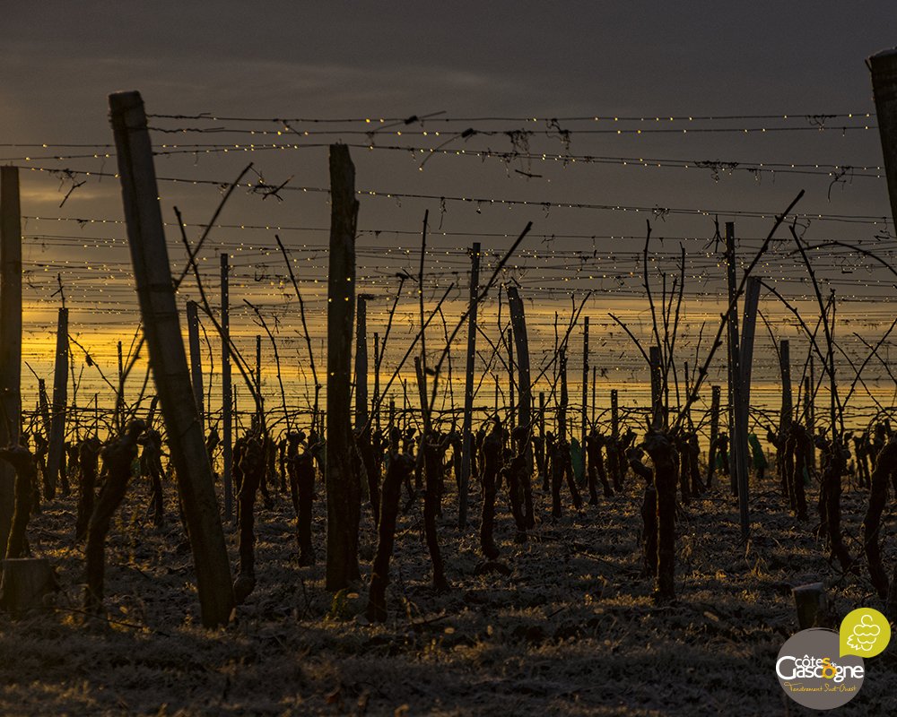 L'hiver est arrivé !
Pour nos vignes c'est l'étape de la dormance, les rameaux (bois vert) deviennent sarments (bois dur).