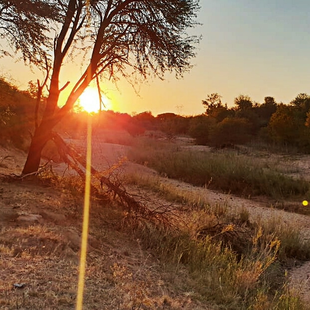 Chenel_No1's tweet photo. Good morning form sunny South Africa. I woke up this morning with doves cooing softly and birds chirping in unison. Music of nature.
#musicislife #goodmorning #sundayvibes #sunday #bushveld #birdcall #birdscalling #musicinspiration #nature #inspired #thankful #southafrica https://t.co/h7W59Um79g