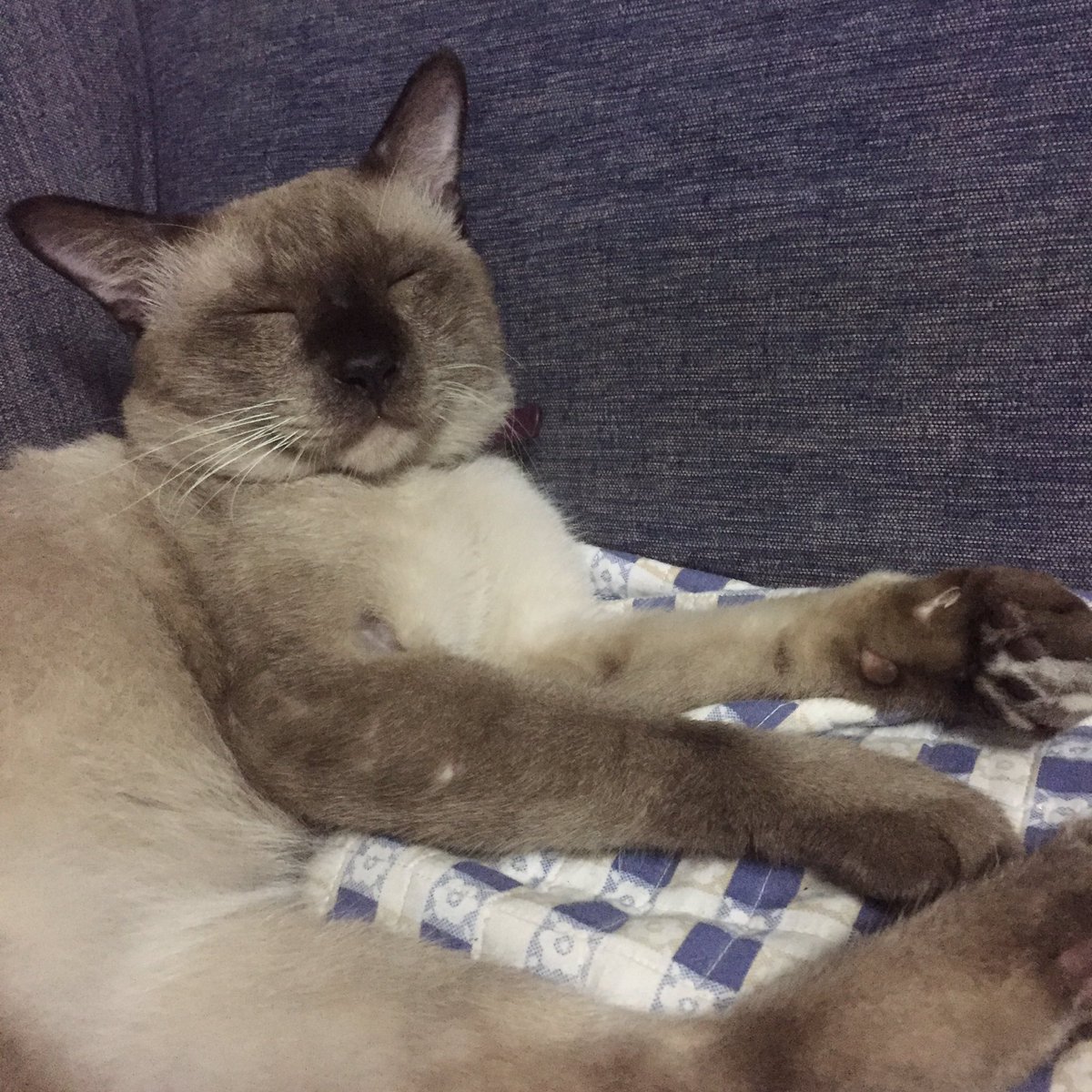kYuPIMIN's tweet photo. ชื่อ : ไมเคิล (แม่เรียก ไอเข)
อุปนิสัย : หัวร้อนง่าย ไม่ค่อยฉลาด ขี้อ้อน เป็นผู้ฟังที่ดี ขี้โวยวาย ขี้กลัว(หัวปล��ดุกก็กลัว)
ความสามารถ��ิเศษ : นอนได้เกิน12ชม.
อาหารที่ชอบ : อาหารเม็ดถูกๆเคยซื้อแบบแพงให้ไม่ค่อยกิน งอง
คู่อริ : ไอเสือท้ายซอย

#รีวิวแมว2019 https://t.co/lpEWFmCbh5